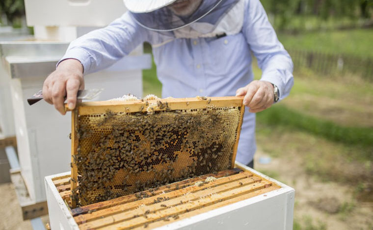 L’apiculture un créneau pour l’amélioration du revenu agricole