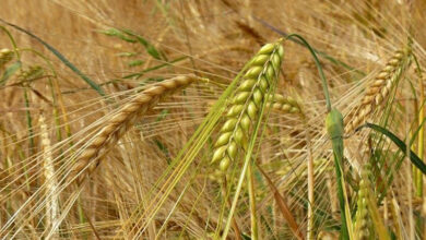 production de cereales Beni Mellal Khenifra copier e1620683089868