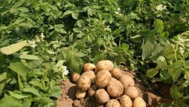 potato harvest2