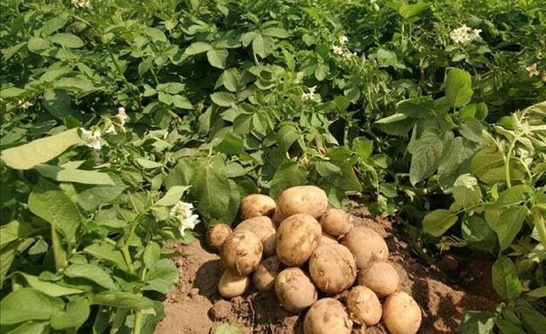 potato harvest2