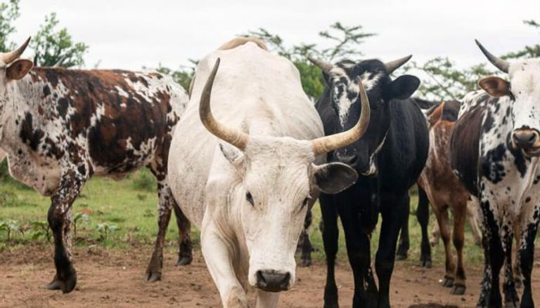 Le Niger suspend l’exportation de bétail vers l’Algérie 1 54717e57 897f 4e63 b9fc 94b4391b6e12