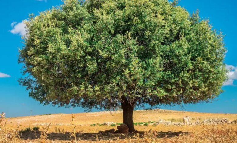 En ce jour qui lui est dédié, l’arganier sacré couronné symbole du patrimoine marocain et de la résilience environnementale 1 5d360905 7354 48f5 b985 fc5eb91274a7