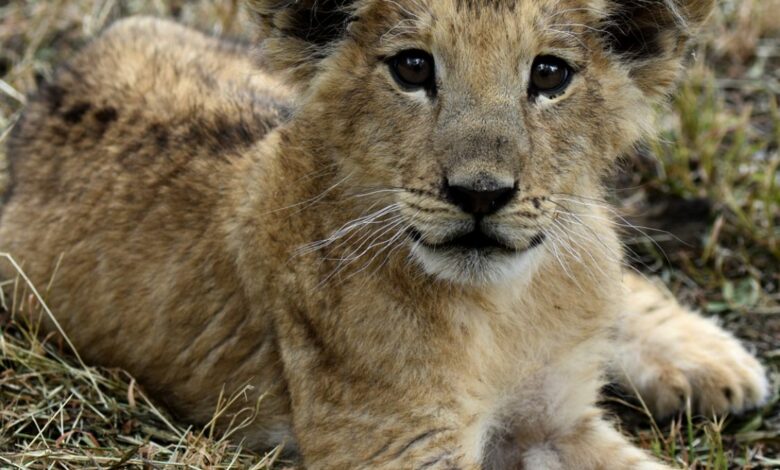 Le Zoo National de Rabat célèbre la Journée internationale de la biodiversité en annonçant la naissance de plus de 80 animaux menacés d’extinction 1 WhatsApp Image 2025 05 22 at 18.30.10