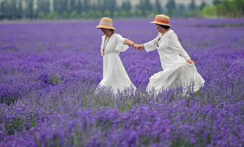 Les champs de lavande au Xinjiang… Un tableau naturel qui enchante les visiteurs et dynamise l’économie locale 1 93900783 1e76 4e9f ac3f e7222fb41819