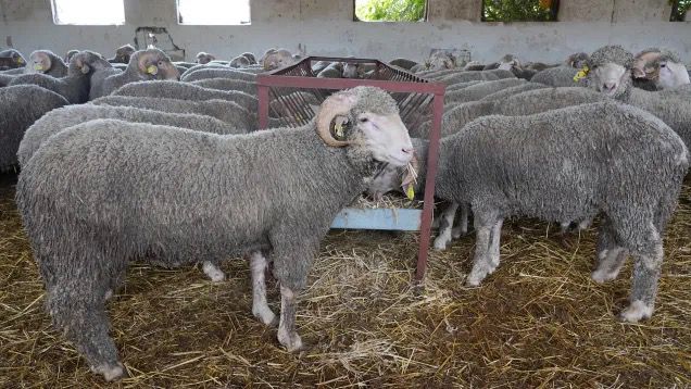 Scandale d’importation suspecte depuis la Roumanie secoue l’Algérie : des moutons de l’Aïd al-Adha provenant d’une zone infectée par la variole ovine ! 1 c1202650 6c87 428a bf53 ff322e5b99d9