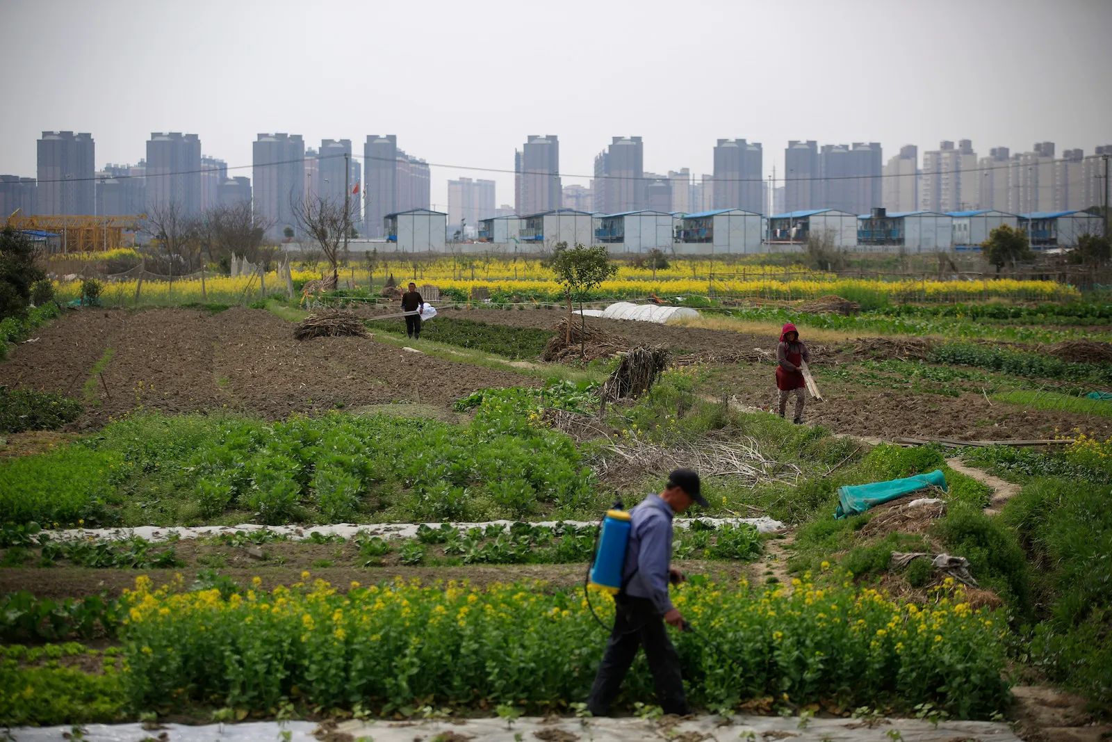 Hausse de 6 % du revenu des habitants des zones rurales en Chine en 2025 2 WhatsApp Image 2026 01 26 at 10.06.49 1