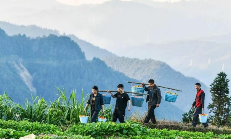 Hausse de 6 % du revenu des habitants des zones rurales en Chine en 2025 1 WhatsApp Image 2026 01 26 at 10.06.49