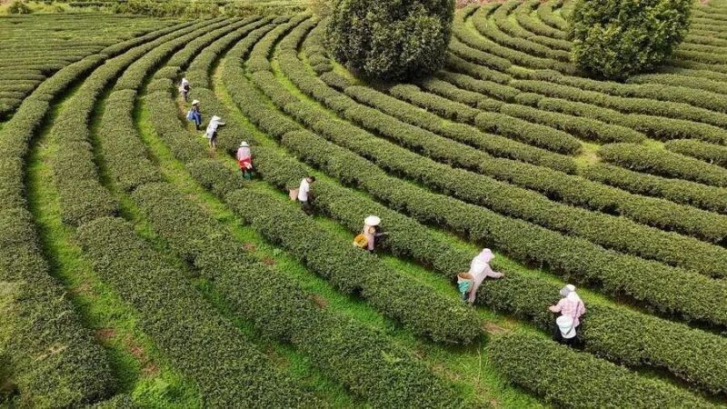 Avec un budget dépassant 200 milliards de dollars… la Chine lance un plan global pour développer l’industrie du thé 2 WhatsApp Image 2026 02 17 at 09.20.24 1 scaled