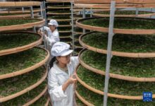 WhatsApp Image 2026 02 17 at 09.20.24