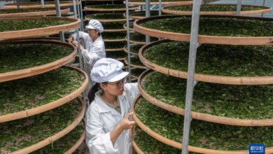 Avec un budget dépassant 200 milliards de dollars… la Chine lance un plan global pour développer l’industrie du thé 6 WhatsApp Image 2026 02 17 at 09.20.24