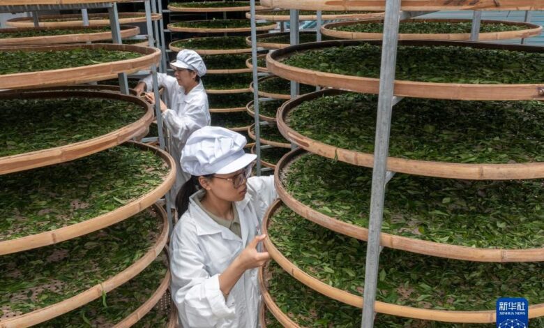 Avec un budget dépassant 200 milliards de dollars… la Chine lance un plan global pour développer l’industrie du thé 1 WhatsApp Image 2026 02 17 at 09.20.24