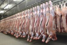 WhatsApp Image 2026 02 18 at 12.53.17