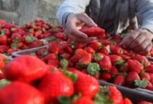 WhatsApp Image 2026 03 05 at 12.06.47