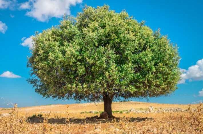 Journée mondiale de l’arganier : le Maroc célèbre un trésor naturel entre histoire et développement durable 1 WhatsApp Image 2026 05 10 at 04.48.25