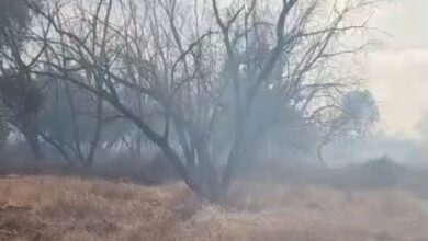 Violent incendie à la forêt de Cascad : les autorités parviennent à maîtriser le feu 5 WhatsApp Image 2026 05 30 at 12.34.50