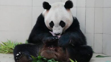 En images : le premier bébé panda géant de l’année 2026 voit le jour en Chine 3 7adf8b8c 7bdf 44ee a91a feb2008dd553