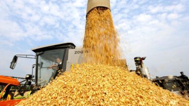 Pour la première fois..la production chinoise de céréales d’été dépasse les 150 millions de tonnes 8 WhatsApp Image 2026 07 11 at 09.51.39