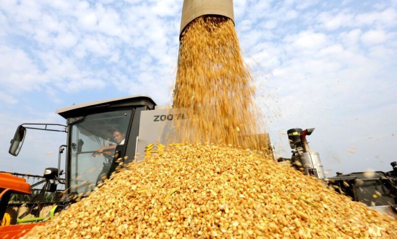 Pour la première fois..la production chinoise de céréales d’été dépasse les 150 millions de tonnes 1 WhatsApp Image 2026 07 11 at 09.51.39