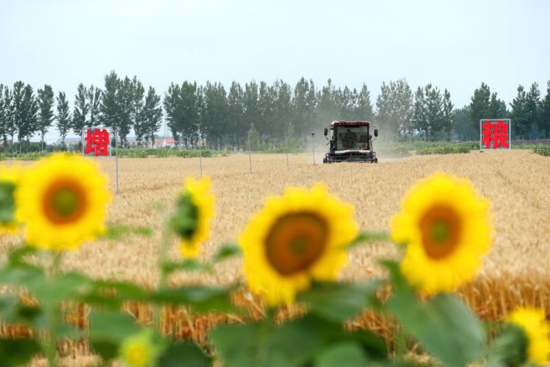 Pour la première fois..la production chinoise de céréales d’été dépasse les 150 millions de tonnes 2 WhatsApp Image 2026 07 11 at 09.51.391 scaled