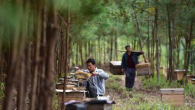 La Chine développe l’« économie sous-forestière » : une richesse verte sans abattre les arbres 5 WhatsApp Image 2026 08 11 at 09.41.52