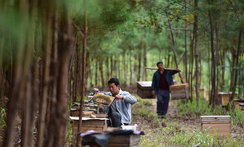 La Chine développe l’« économie sous-forestière » : une richesse verte sans abattre les arbres 1 WhatsApp Image 2026 08 11 at 09.41.52