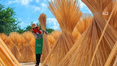 Le bambou..une richesse verte qui dynamise l’économie rurale au Jiangxi 2 WhatsApp Image 2026 09 05 at 09.50.36