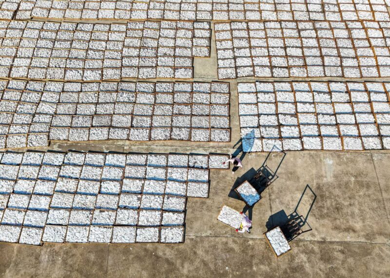 Chine : les plantes médicinales..une source de revenus pour les populations rurales 3 WhatsApp Image 2026 10 21 at 09.46.53 2 scaled